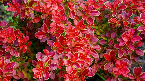 growing barberry bushes.